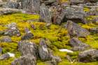 Antarctica, South Orkney Islands, Signy Island. Boulders and tundra at Signy Research Station. Art Print